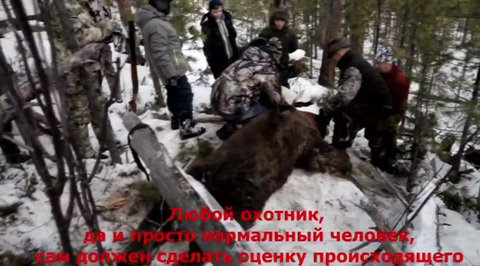 Иркутского губернатора заподозрили в незаконной охоте на медведя