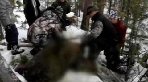 Охотники заявили, что специально подсунули иркутскому губернатору мертвого медведя