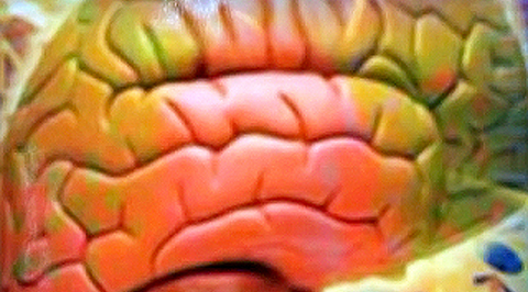 Можно ли спасти человеческий мозг от распада?