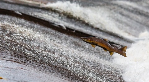 Ограничить торговую наценку в размере 30% на мороженую рыбу предложило Федеральное агентство по рыболовству