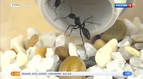 Эфир от 06.05.2019 (05:00)