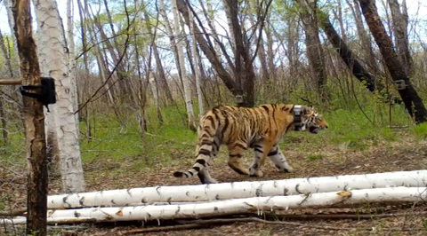 В Амурской области выпустили на волю двух молодых тигров