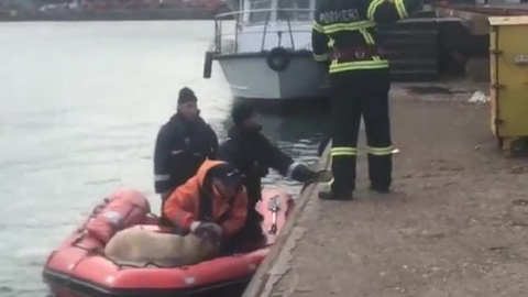 При кораблекрушении в Черном море погибли 14 тысяч овец