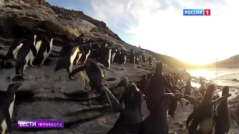 К юбилею Договора об Антарктике