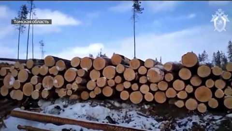 Ущерб в полмиллиарда: как и куда томские "черные" лесорубы сбывали древесину