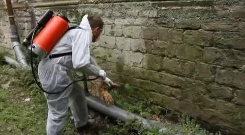 Бактерии