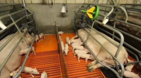 Бактерии