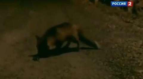 Коротко: вода из воздуха, ожившая лампа и айфон для лисы