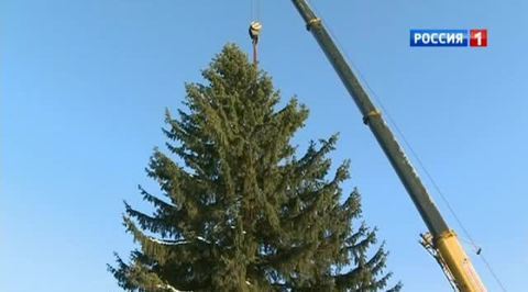 Соборную площадь Кремля украсит столетняя улыбчивая ель
