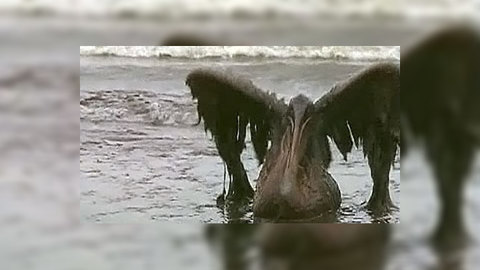 К аварии в Мексиканском заливе привела жадность BP
