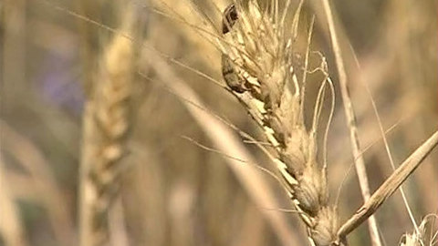 В обществе спорят о ПДД для бездорожья