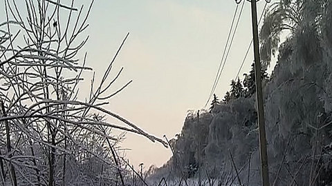 Тяжба за дешевый подмосковный лес может затянуться