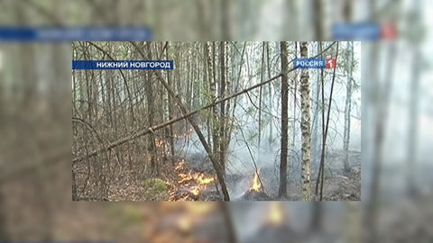 Бушующие пожары уничтожают лесной фонд страны