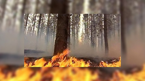 Россияне пережили год стихии. Эфир программы "Скажите прямо"