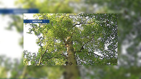 Жара помогает Мосзеленхозу освоить бюджет