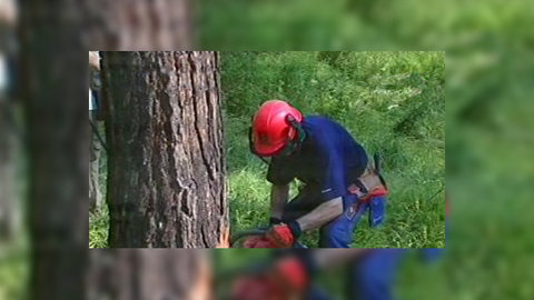 Обзор блогов: сколько стоит жена и кошмарная жизнь лесорубов