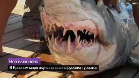 Специалисты из США изучают египетских акул