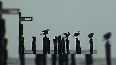 В Лондоне любовь к птицам вылилась в миллионы