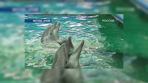 Самые востребованные профессии XXI века - космогид и пастух дельфинов?
