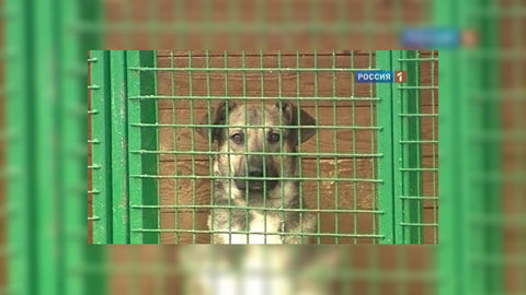 Россиян научат ответственному обращению с животными