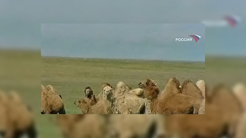 В Астраханской области верблюды поборются за миллион рублей