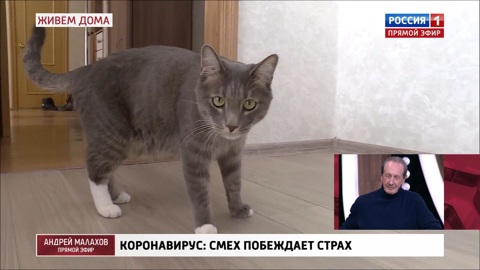 Кот-оберег Димон от коронавируса за шесть миллионов рублей