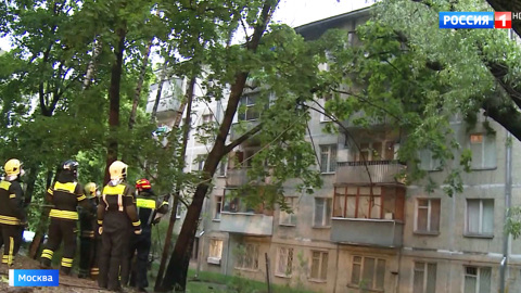 Упавшее дерево остановило Филевскую линию метро