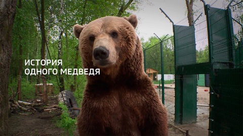 История одного медведя