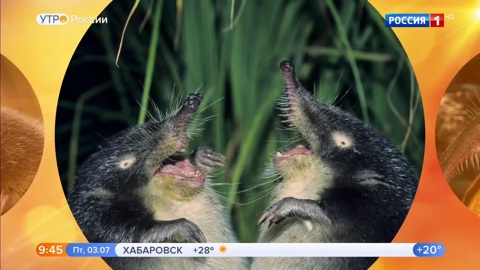 Эфир от 03.07.2020 (09:30)