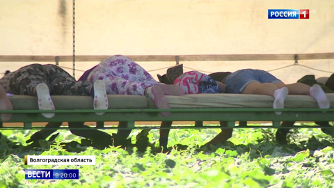 Испытание на выносливость: при сборе урожая в Донском регионе проявляют изобретательность