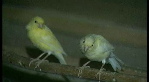 Павловские охоты