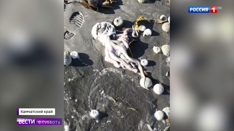 Ожоги глаз и гибель морских животных: ситуация на Камчатке