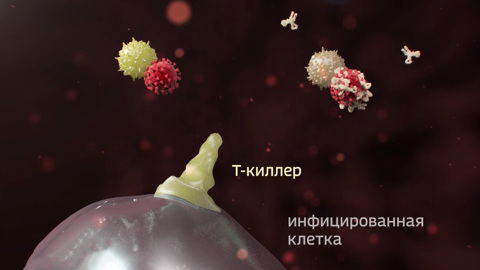 Клетки мгновенно отмирают: как убивает ковид и когда ждать спада
