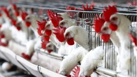 В России приступили к созданию вакцины от штамма птичьего гриппа H5N8