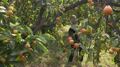 Самый новогодний фрукт – цитрусовых к празднику хватит всем