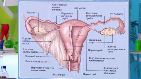 Воспаление придатков: мифы и реальность