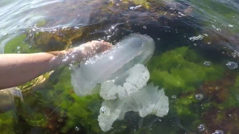 Азовское море оккупировано медузами