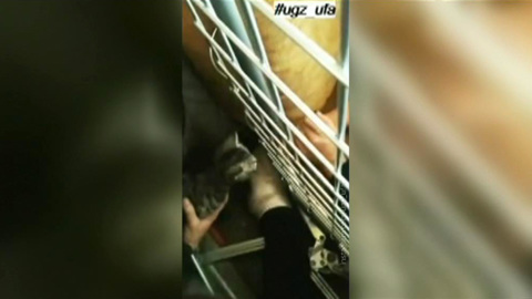 Башкирские сотрудники МЧС спасли котенка