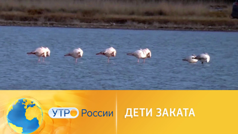 Дети заката: в Крым прилетели розовые фламинго