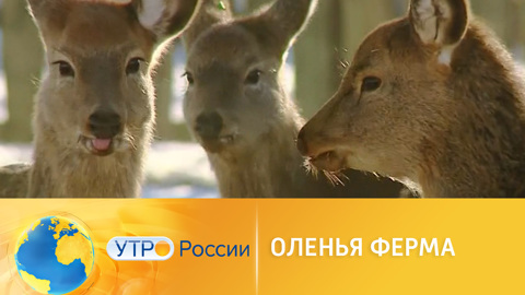 В Волгоградской области появилась оленья ферма
