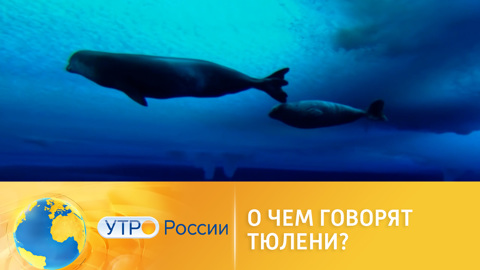 О чем говорят тюлени?