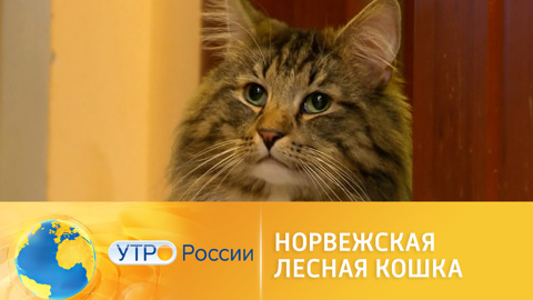 Удивительные факты о норвежской лесной кошке