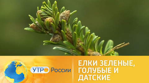 Зеленые, голубые и датские – какую елку поставить дома