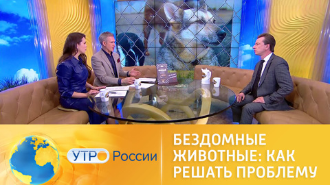 Бездомные животные: как решать проблему