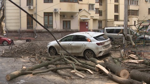 Уголовное дело возбуждено после падения ветки дерева на мальчика в Москве