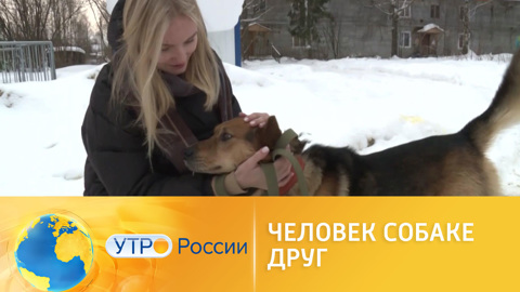 Гостевая передержка сводит бездомных собак с будущими хозявами