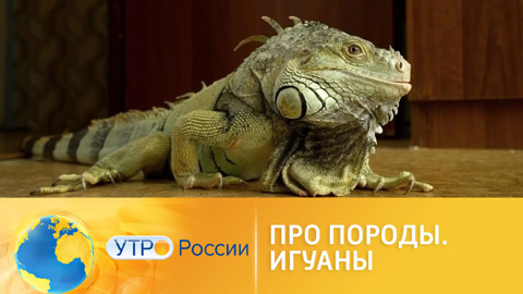 Владельцы игуан ищут нянь для своих питомцев