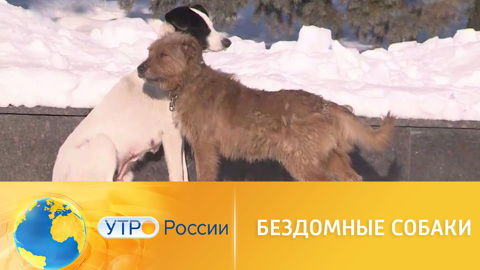 Нападения бездомных собак в Бурятии: продолжение расследования