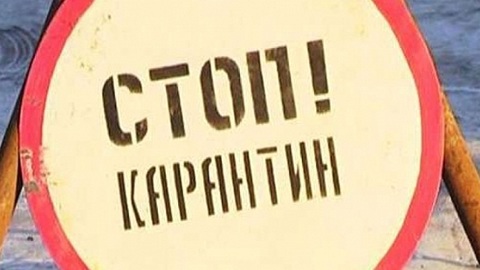 В МЧС заявили о риске возникновения очагов бешенства в ряде регионов
