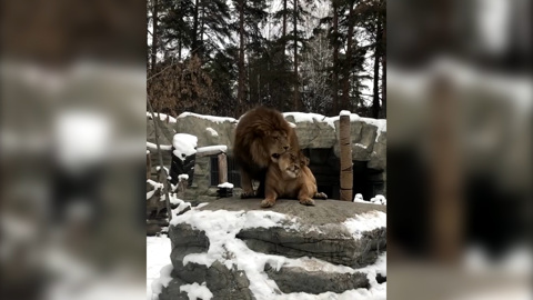 Влюбленные новосибирские львы готовятся к Дню святого Валентина